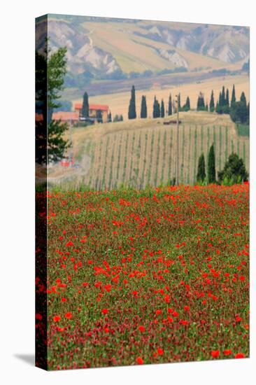 Tuscan Vertical Poppies-Robert Goldwitz-Stretched Canvas