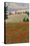 Tuscan Vertical Poppies-Robert Goldwitz-Stretched Canvas