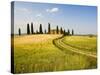 Tuscan Villa Nearing Harvest, Tuscany, Italy-Terry Eggers-Stretched Canvas