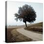 Tuscany #12-Alan Blaustein-Stretched Canvas