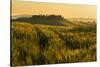 Tuscany hills at sunrise, Val d'Orcia, Tuscany,Italy.-ClickAlps-Stretched Canvas