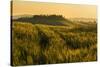 Tuscany hills at sunrise, Val d'Orcia, Tuscany,Italy.-ClickAlps-Stretched Canvas