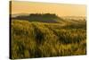 Tuscany hills at sunrise, Val d'Orcia, Tuscany,Italy.-ClickAlps-Stretched Canvas