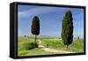 Tuscany Landscape Road Leading to a Farm With-null-Framed Stretched Canvas