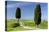 Tuscany Landscape Road Leading to a Farm With-null-Stretched Canvas