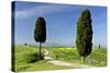 Tuscany Landscape Road Leading to a Farm With-null-Stretched Canvas