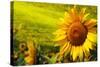 Tuscany Sunflowers-ZoomTeam-Stretched Canvas