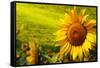 Tuscany Sunflowers-ZoomTeam-Framed Stretched Canvas