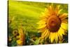 Tuscany Sunflowers-ZoomTeam-Stretched Canvas