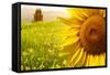 Tuscany Sunflowers-ZoomTeam-Framed Stretched Canvas