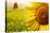 Tuscany Sunflowers-ZoomTeam-Stretched Canvas