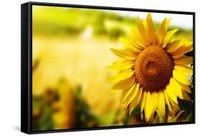 Tuscany Sunflowers-ZoomTeam-Framed Stretched Canvas