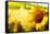 Tuscany Sunflowers-ZoomTeam-Framed Stretched Canvas