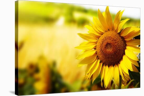 Tuscany Sunflowers-ZoomTeam-Stretched Canvas
