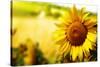 Tuscany Sunflowers-ZoomTeam-Stretched Canvas