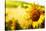 Tuscany Sunflowers-ZoomTeam-Stretched Canvas