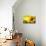 Tuscany Sunflowers-ZoomTeam-Stretched Canvas displayed on a wall