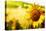 Tuscany Sunflowers-ZoomTeam-Stretched Canvas