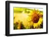 Tuscany Sunflowers-ZoomTeam-Framed Premium Photographic Print