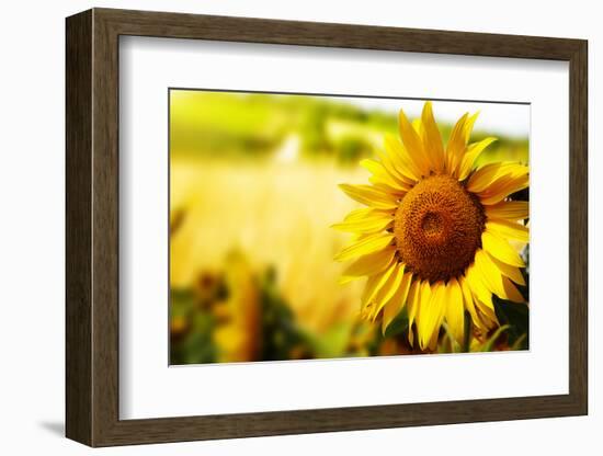 Tuscany Sunflowers-ZoomTeam-Framed Photographic Print