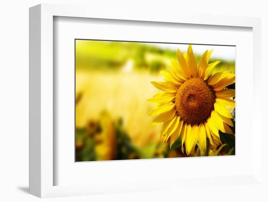 Tuscany Sunflowers-ZoomTeam-Framed Photographic Print