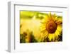 Tuscany Sunflowers-ZoomTeam-Framed Photographic Print
