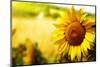 Tuscany Sunflowers-ZoomTeam-Mounted Photographic Print