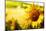 Tuscany Sunflowers-ZoomTeam-Mounted Photographic Print