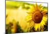 Tuscany Sunflowers-ZoomTeam-Mounted Photographic Print