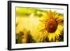 Tuscany Sunflowers-ZoomTeam-Framed Photographic Print