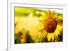 Tuscany Sunflowers-ZoomTeam-Framed Photographic Print