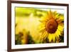 Tuscany Sunflowers-ZoomTeam-Framed Photographic Print