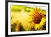 Tuscany Sunflowers-ZoomTeam-Framed Photographic Print