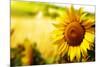 Tuscany Sunflowers-ZoomTeam-Mounted Photographic Print