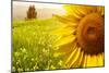 Tuscany Sunflowers-ZoomTeam-Mounted Photographic Print