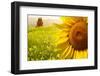 Tuscany Sunflowers-ZoomTeam-Framed Photographic Print