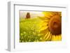 Tuscany Sunflowers-ZoomTeam-Framed Photographic Print