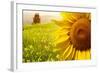 Tuscany Sunflowers-ZoomTeam-Framed Photographic Print