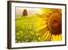 Tuscany Sunflowers-ZoomTeam-Framed Photographic Print