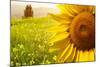 Tuscany Sunflowers-ZoomTeam-Mounted Photographic Print