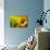 Tuscany Sunflowers-ZoomTeam-Photographic Print displayed on a wall