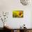 Tuscany Sunflowers-ZoomTeam-Photographic Print displayed on a wall