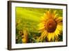 Tuscany Sunflowers-ZoomTeam-Framed Photographic Print