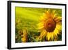 Tuscany Sunflowers-ZoomTeam-Framed Photographic Print