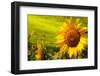 Tuscany Sunflowers-ZoomTeam-Framed Photographic Print