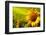 Tuscany Sunflowers-ZoomTeam-Framed Photographic Print