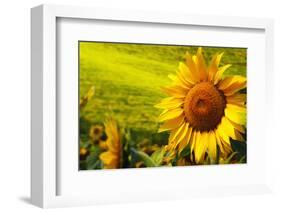 Tuscany Sunflowers-ZoomTeam-Framed Photographic Print