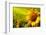 Tuscany Sunflowers-ZoomTeam-Framed Photographic Print