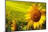 Tuscany Sunflowers-ZoomTeam-Mounted Photographic Print