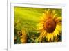 Tuscany Sunflowers-ZoomTeam-Framed Photographic Print